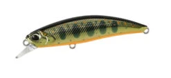 Spearhead Ryuki 60S -go fishing 60S Gold Yamame