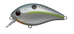 CR-2 Crankbaits 9 CR-2 Crankbaits -go fishing CR2 Queen Shad 2