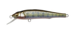 Megabass Great Hunting 70 Flatside -go fishing GH70 Takumi Sake Chigyo 1