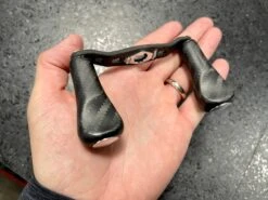 CQC Carbon Fiber Reel Handles -go fishing IMG 6165