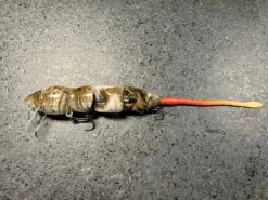 PB Rat 3 Piece -go fishing IMG 6708