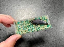 Ima Issen 45S Max -go fishing IMG 6909