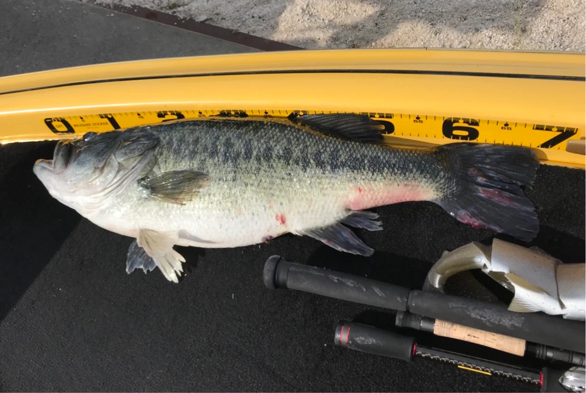 Megabass Craftsman Pride Episode 4 - White Python II 4 Megabass Craftsman Pride Episode 4 - White Python II - Image 4